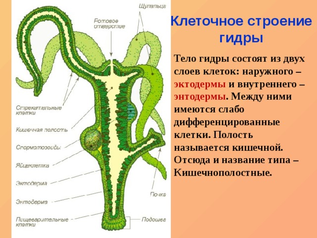 Профессор мориарти мега даркнет